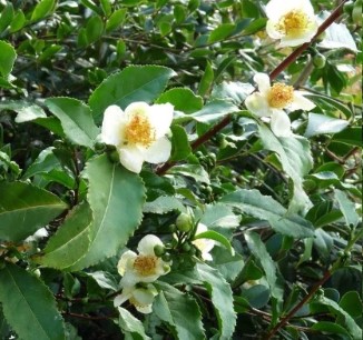 plantar-camellia-sinenses-erva-chá como-plantar-camellia-sinenses-chá-verde-