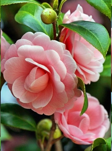 como-plantar-camélia-foto-da-flor-