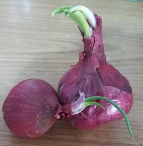 como-plantar-cebola-roxa-em-pedaços- como-plantar-cebola-roxa-brotando-