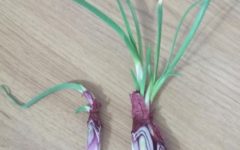 Como Plantar Cebola Roxa pelo Miolo – Cultivo de Reaproveitamento
