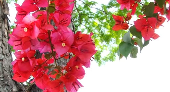 como-plantar-primavera-buganvília-