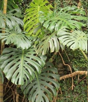 costela-de-adão-plantas-venenosas-