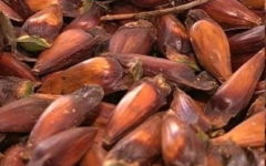 Como Cozinhar Pinhão sem Pressão – Vitaminas e Benefícios do Pinhão
