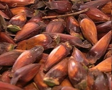 Como Cozinhar Pinhão sem Pressão – Vitaminas e Benefícios do Pinhão