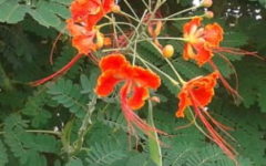Plantas Venenosas e Tóxicas – Cuidados com Crianças e Animais