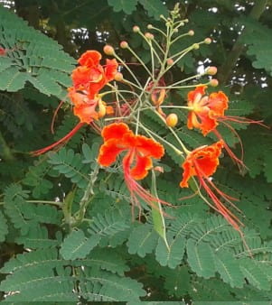 Plantas Venenosas e Tóxicas – Cuidados com Crianças e Animais