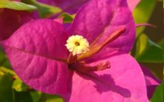 Plantar Primavera – Como Cultivar Bouganville, Rega, Poda e Adubação
