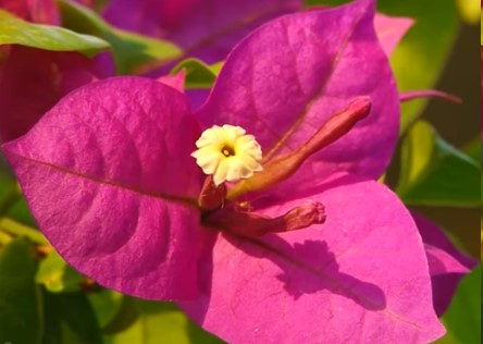 Plantar Primavera – Como Cultivar Bouganville, Rega, Poda e Adubação