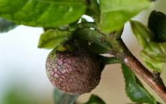 Plantar Camellia Erva do Chá Verde Como Cultivar por Semente e Estaca