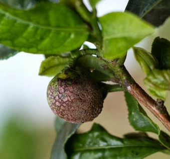 Plantar Camellia Erva do Chá Verde Como Cultivar por Semente e Estaca