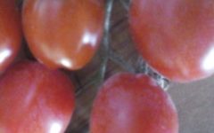 Arroz com Tomate – Receita de Risoto com Sobras de Arroz Como Fazer