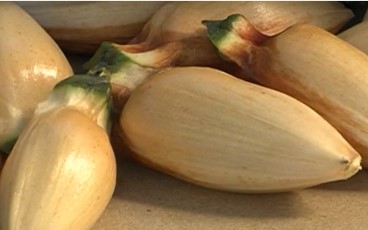nutrientes-e-benefícios-do-pinhão- pinhão-verde-como-cozinhar-pinhão-