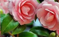 Plantar Camélia – Cultivo, Rega, Poda, Floração – Significado da Camélia
