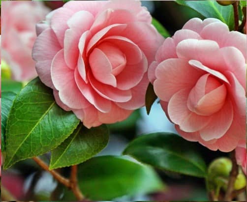 Plantar Camélia – Cultivo, Rega, Poda, Floração – Significado da Camélia