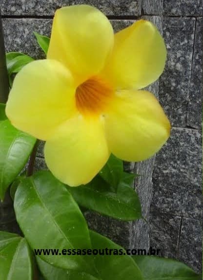 plantas-venenosas-alamanda-tóxica-