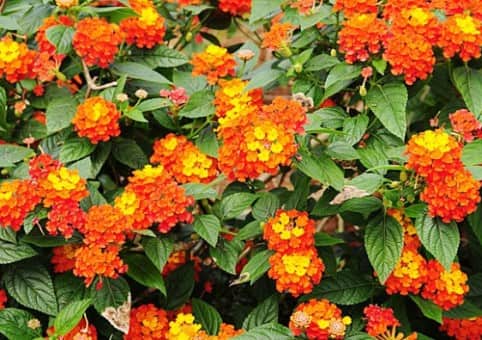 camará-plantas-venenosas-e-tóxicas-