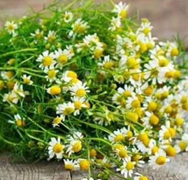 como-fazer-tisana-para-emagrecer- tisana-com-flor-de-camomila-infusão-de-ervas