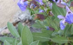 Benefícios da Salvia – Tipos de Salvia e Como Usar em Remédios Caseiros