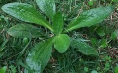 Chá de Tanchagem para Amigdalite Como Fazer Gargarejo de Tansagem