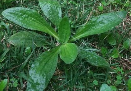 Chá de Tanchagem para Amigdalite Como Fazer Gargarejo de Tansagem