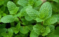 Indicações e Contraindicações da Hortelã – Vitaminas e Tipos de Hortelã