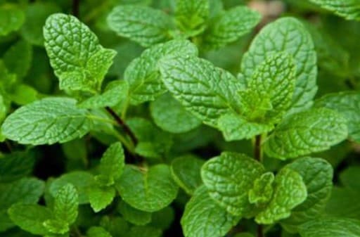 Indicações e Contraindicações da Hortelã – Vitaminas e Tipos de Hortelã