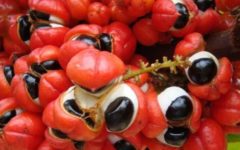 Benefícios do Guaraná – Nutrientes, Como Usar e Contraindicação do Guaraná
