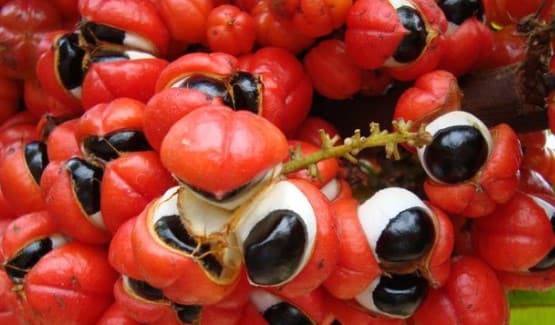 Benefícios do Guaraná – Nutrientes, Como Usar e Contraindicação do Guaraná