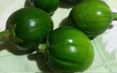 Benefícios do Jiló – Vitaminas, Nutrientes e Porque Comer Jiló