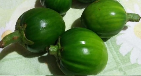 Benefícios do Jiló – Vitaminas, Nutrientes e Porque Comer Jiló