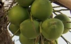 Água de coco faz Bem a Saúde – Contraindicações, Vitaminas Benefícios