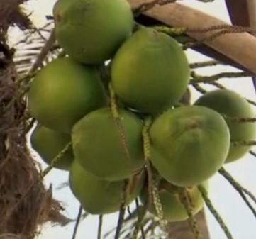 Água de coco faz Bem a Saúde – Contraindicações, Vitaminas Benefícios