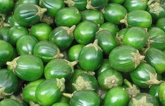 dicas-para-plantar-jiló-rega-poda-floração- como-plantar-jiló-cultivo-em-vasos-