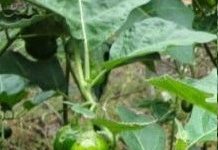 Como Plantar Jiló – Dicas de Cultivo, Rega, Colheita do Jiló
