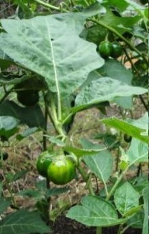Como Plantar Jiló – Dicas de Cultivo, Rega, Colheita do Jiló