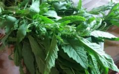 Mastruz ou Erva de Santa Maria – Contraindicações e Uso Medicinal