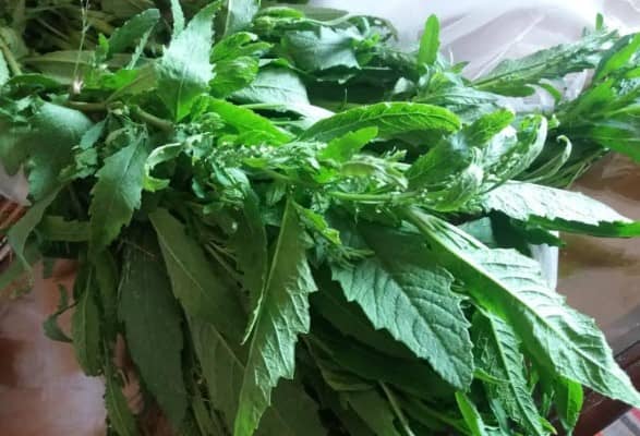 Mastruz ou Erva de Santa Maria – Contraindicações e Uso Medicinal