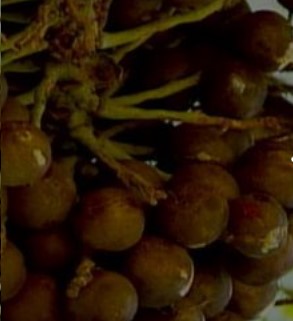 Benefícios da Macaúba ou Bocaiúva – Vitaminas e Nutrientes e Uso da Fruta