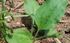 Benefícios da Tanchagem Panc – Planta Comestível Nutrientes – Uso