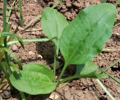 benefícios-da-tanchagem-para-saúde-dicas-receitas