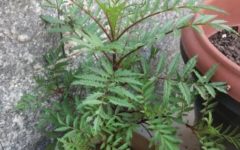 Cravinho, Alfinete do Mato, Tagetes – Benefícios da Planta e Indicações