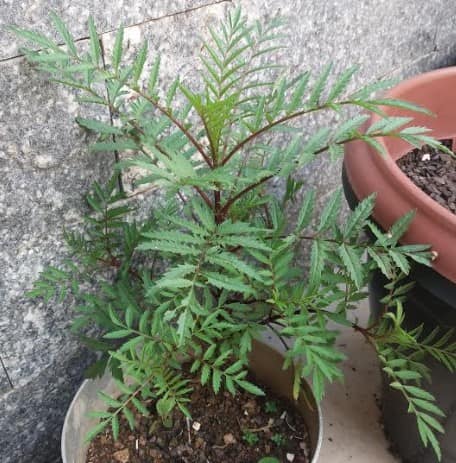 Cravinho, Alfinete do Mato, Tagetes – Benefícios da Planta e Indicações