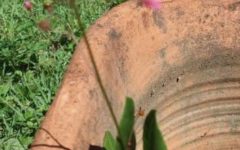 Beldroega Graúda, Maria Gorda – Benefícios e Nutrientes da Maria Gondó