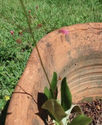 Beldroega Graúda, Maria Gorda – Benefícios e Nutrientes da Maria Gondó