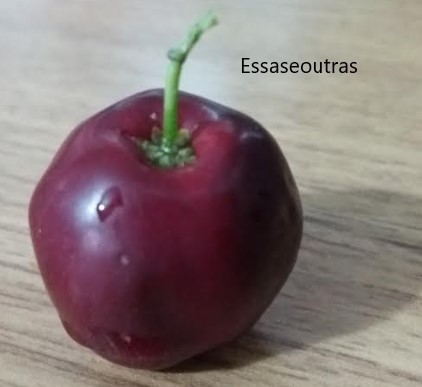 como-germinar-sementes-de-acerola