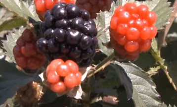 germinar-sementes-de-amora-como-plantar-amora-