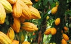 Como Plantar Cacau – Cultivo de Cacau em Vaso ou Chão e Clima