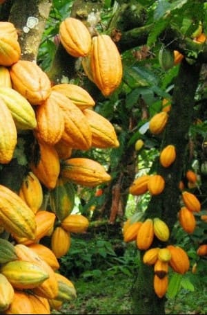 Como Plantar Cacau – Cultivo de Cacau em Vaso ou Chão e Clima