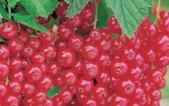 Plantar Groselha com Sementes – Como Germinar Semente da Groselha