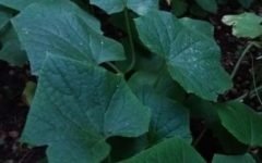 Horta de Pepino – Cuidados, Pragas, Adubo, Rega, Cultivo e Colheita